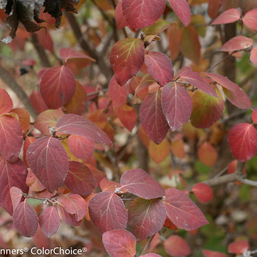 SPICE GIRL® Koreanspice viburnum Proven Winners® - Image 3