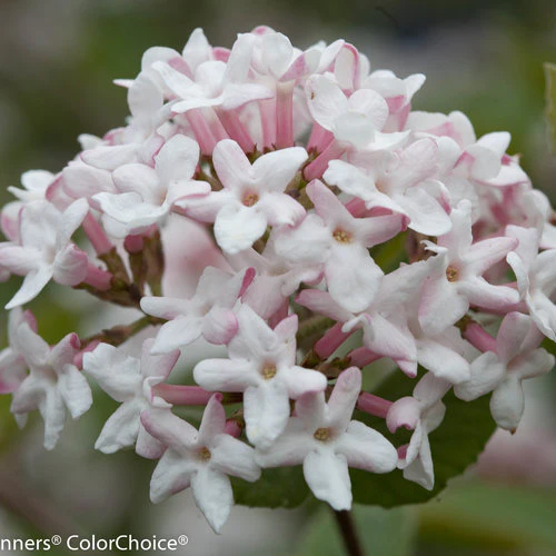 SPICE GIRL® Koreanspice viburnum Proven Winners® - Image 4