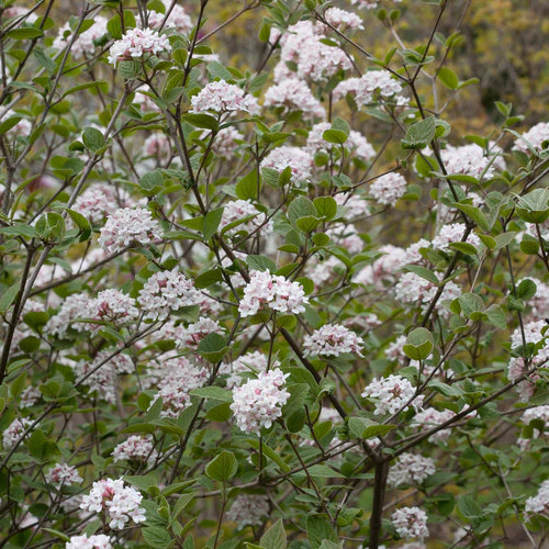 SPICE GIRL® Koreanspice viburnum Proven Winners® - Image 5