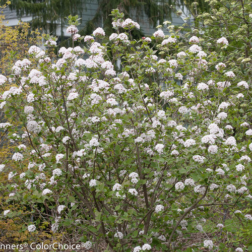 SPICE GIRL® Koreanspice viburnum Proven Winners® - Image 6