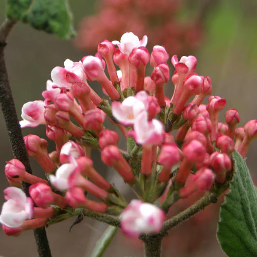 SPICE GIRL® Koreanspice viburnum Proven Winners® - Image 7