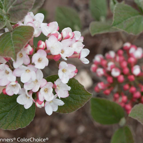 SPICE GIRL® Koreanspice viburnum Proven Winners® - Image 8