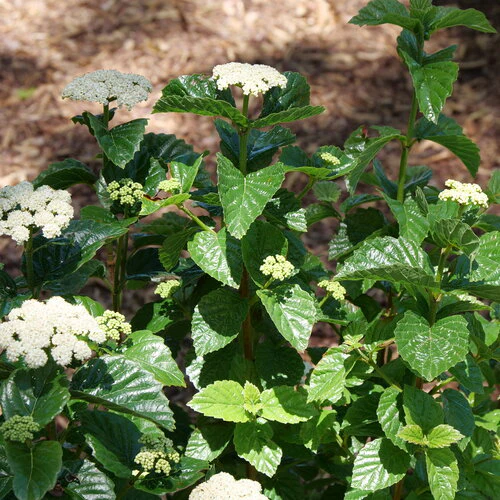 GLITTERS & GLOWS® viburnum | Proven Winners®