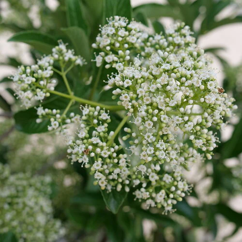 YARDLINE® viburnum | Proven Winners® - Image 2