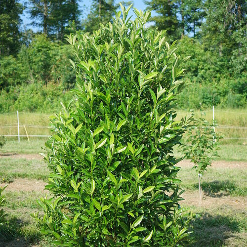 YARDLINE® viburnum | Proven Winners® - Image 3