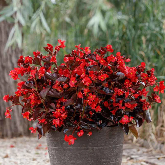 Viking® XL 'Red on Chocolate' Begonia | Creekside Champions™ - Image 3