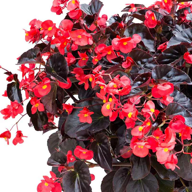 Viking® XL 'Red on Chocolate' Begonia | Creekside Champions™ - Image 4