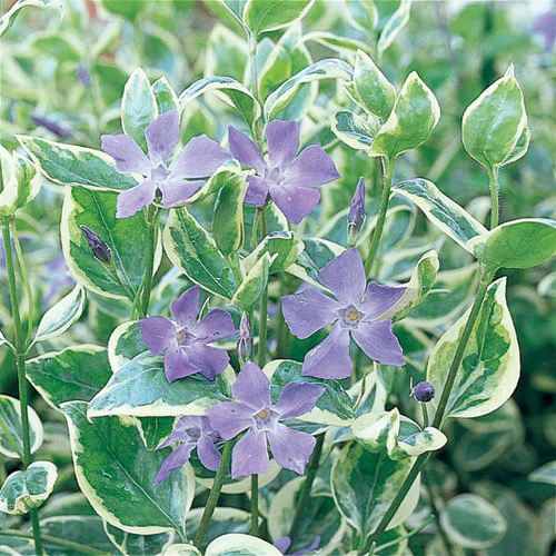 Variegata' Variegated Vinca Vine - Image 4