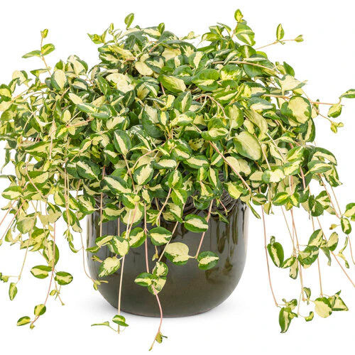 Wojo's Jem' Vinca Vine - Image 2