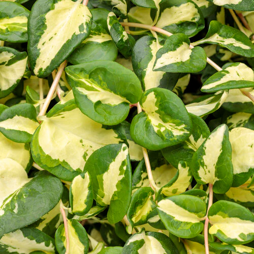 Wojo's Jem' Vinca Vine - Image 4
