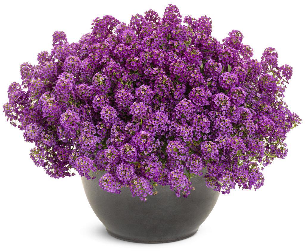 Violet Knight® Sweet Alyssum | Proven Winners® - Image 3