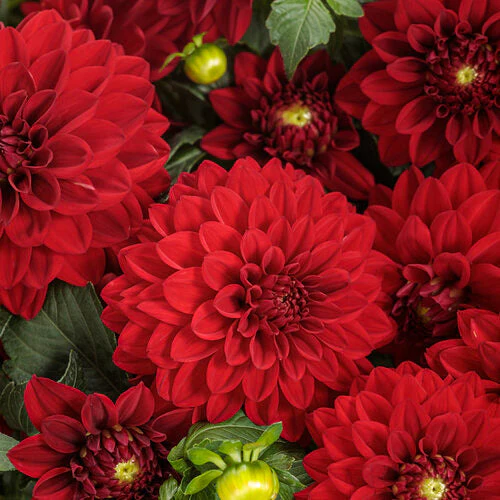 Virtuoso™ Classy Carmine™ dahlia | Proven Winners®