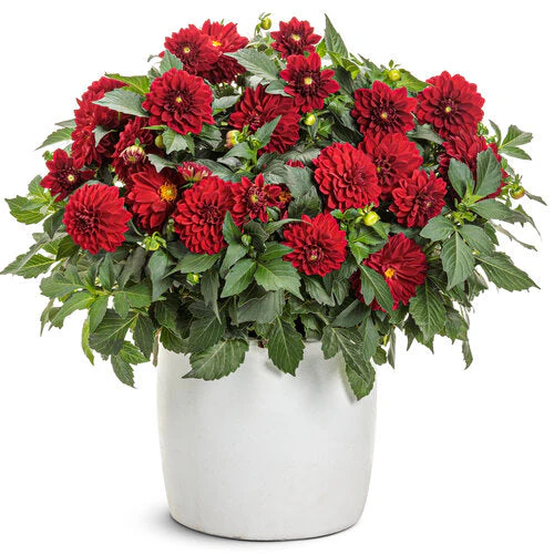 Virtuoso™ Classy Carmine™ dahlia | Proven Winners® - Image 2