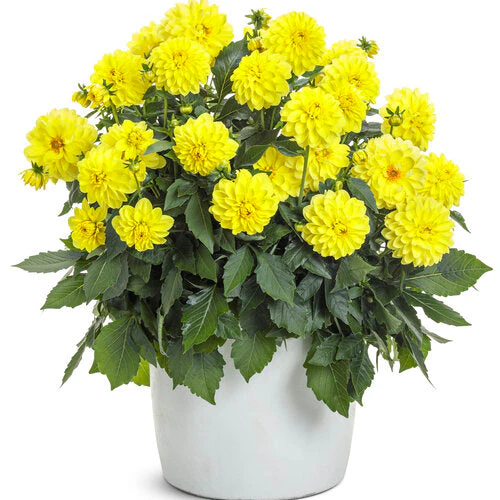 Virtuoso™ Dayglo Yellow™ dahlia | Proven Winners® - Image 2