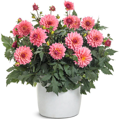 Virtuoso™ Pinkerific™ dahlia | Proven Winners® - Image 2