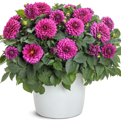 Virtuoso™ Vibrant Violet™ dahlia | Proven Winners® - Image 2