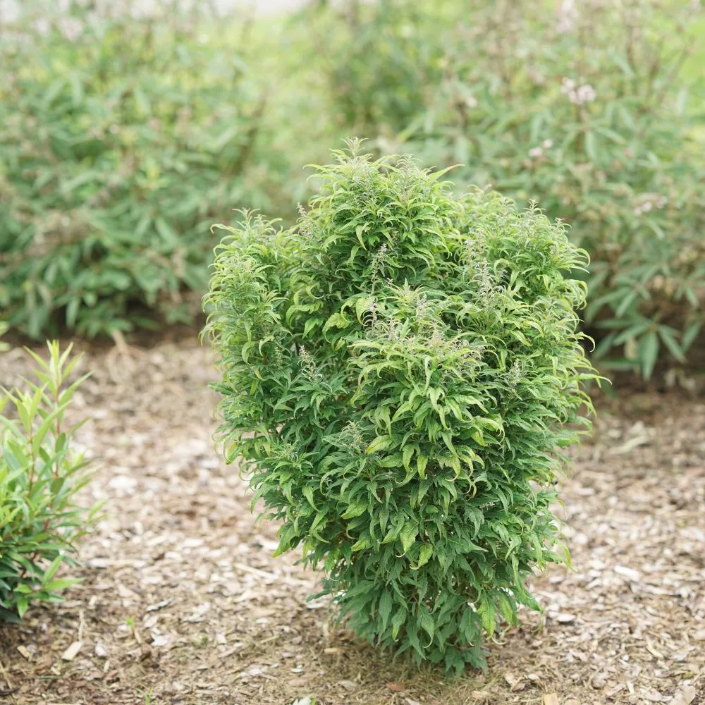 FEATHERMAN™ Chastetree | Proven Winners®