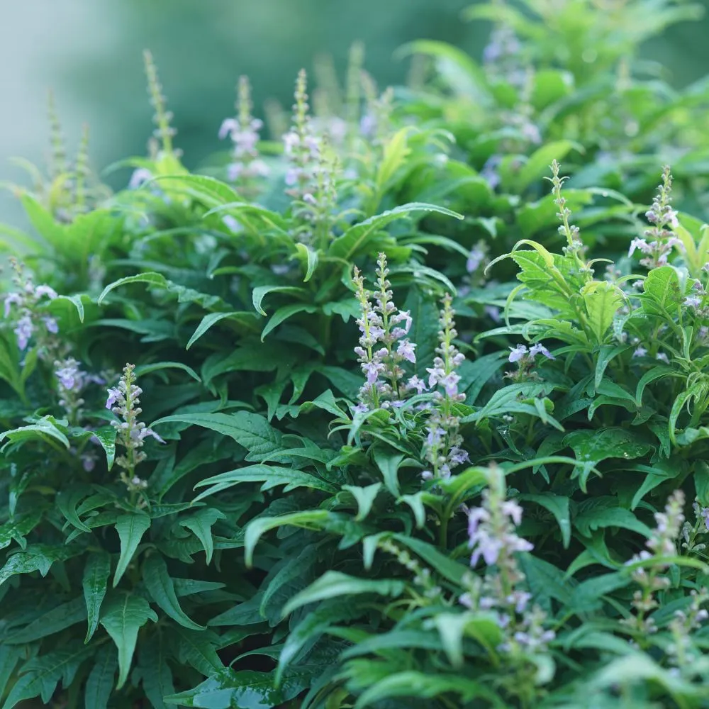 FEATHERMAN™ Chastetree | Proven Winners® - Image 2