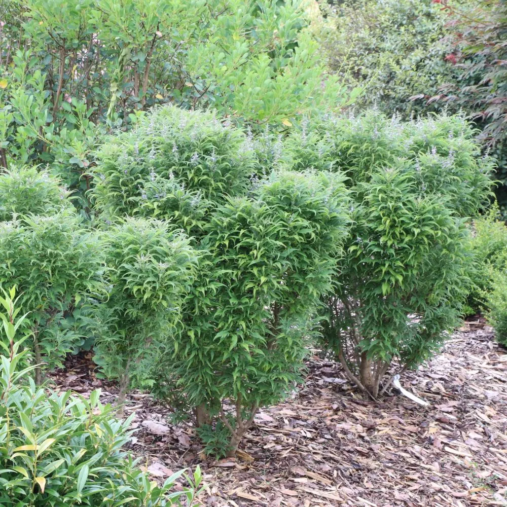 FEATHERMAN™ Chastetree | Proven Winners® - Image 3