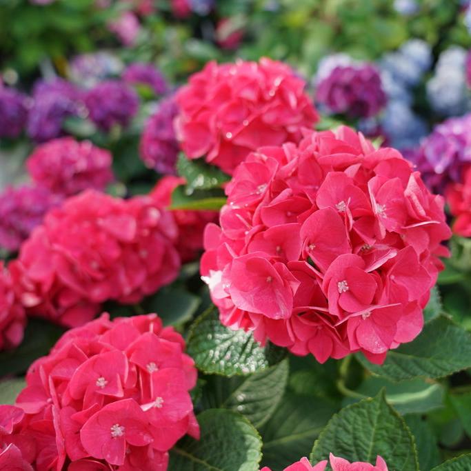 Wee Bit Giddy® Bigleaf Hydrangea
