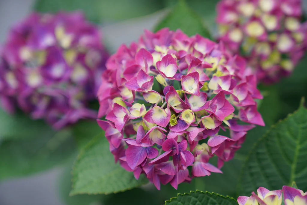 Wee Bit Giddy® Bigleaf Hydrangea - Image 2