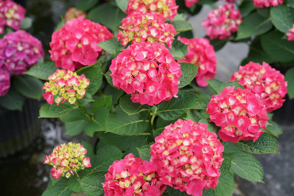 Wee Bit Giddy® Bigleaf Hydrangea - Image 3
