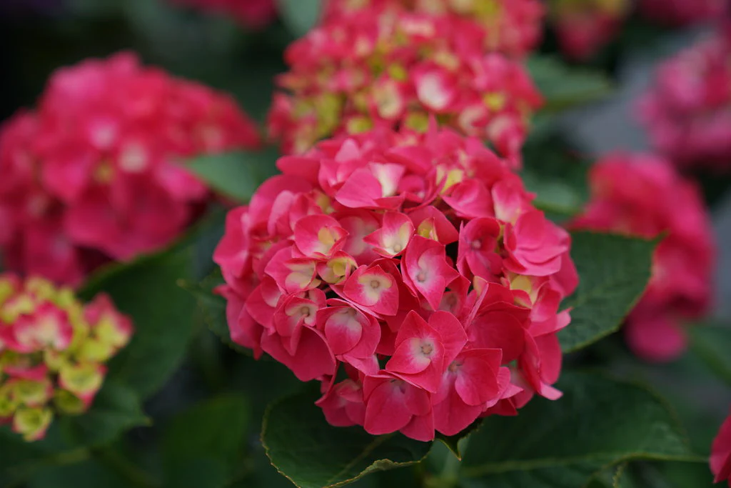 Wee Bit Giddy® Bigleaf Hydrangea - Image 4