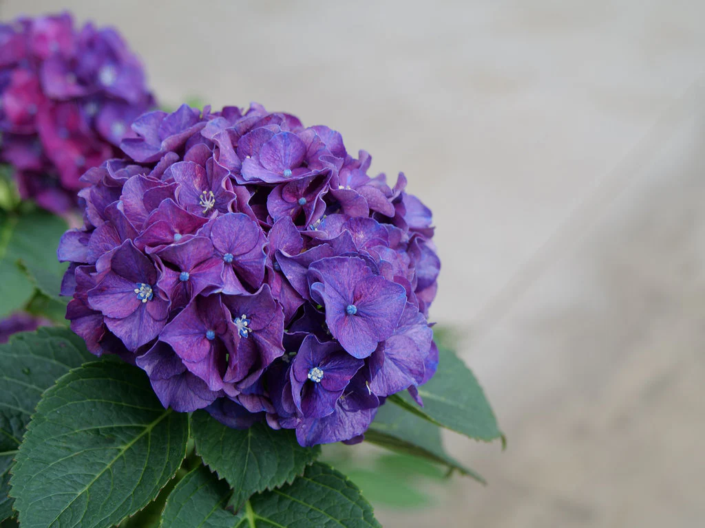 Wee Bit Grumpy® Bigleaf Hydrangea - Image 2