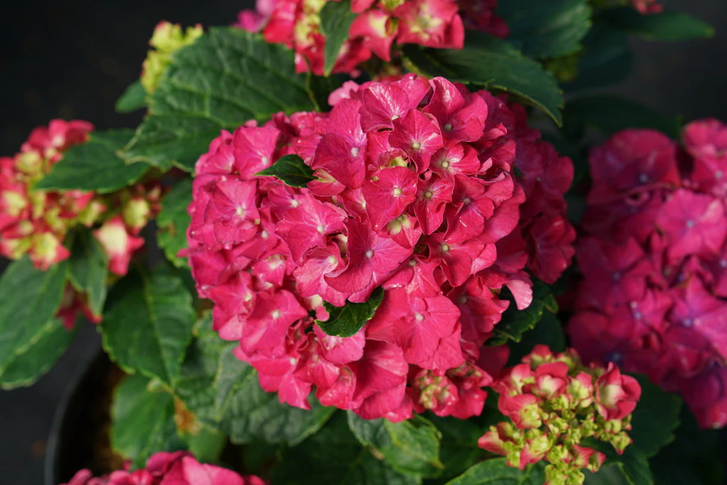 Wee Bit Grumpy® Bigleaf Hydrangea - Image 3