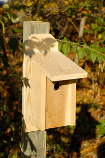 Western Bluebird Birdhouse