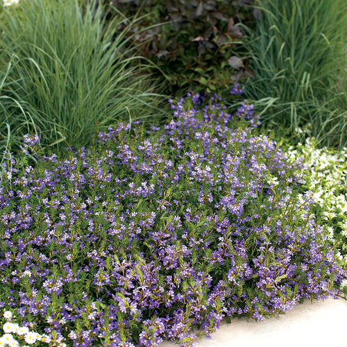 Whirlwind® Blue Scaevola | Proven Winners® - Image 3