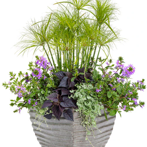Whirlwind® Blue Scaevola | Proven Winners® - Image 4