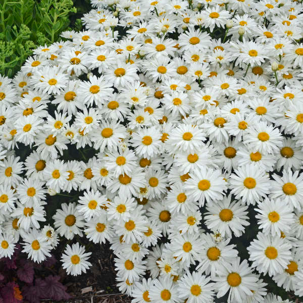 Whoops-a-Daisy' Leucanthemum | Creekside Champions™ - Image 2