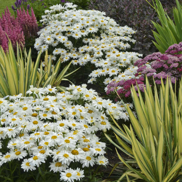 Whoops-a-Daisy' Leucanthemum | Creekside Champions™ - Image 3