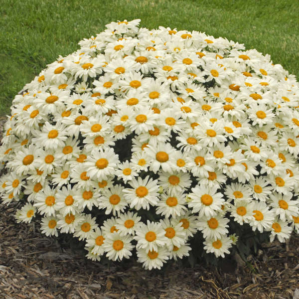 Whoops-a-Daisy' Leucanthemum | Creekside Champions™ - Image 4