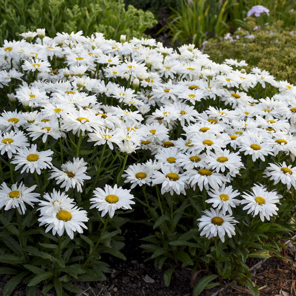 Whoops-a-Daisy' Leucanthemum | Creekside Champions™ - Image 5
