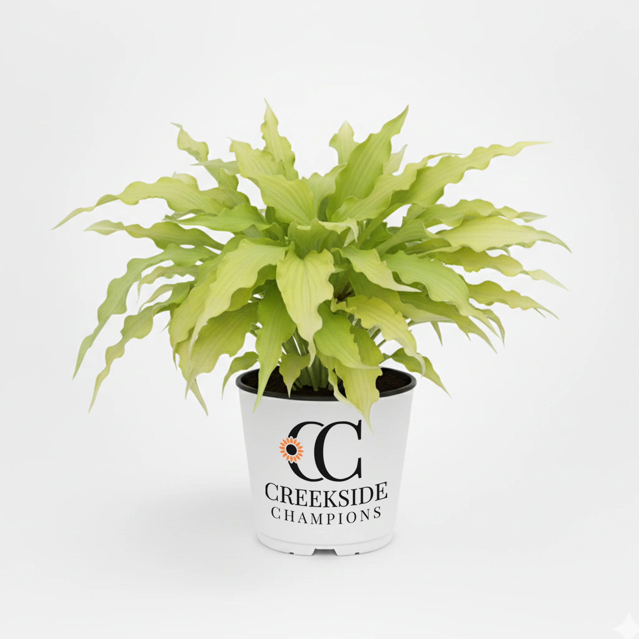 Wiggles and Squiggles' Hosta | Creekside Champions™