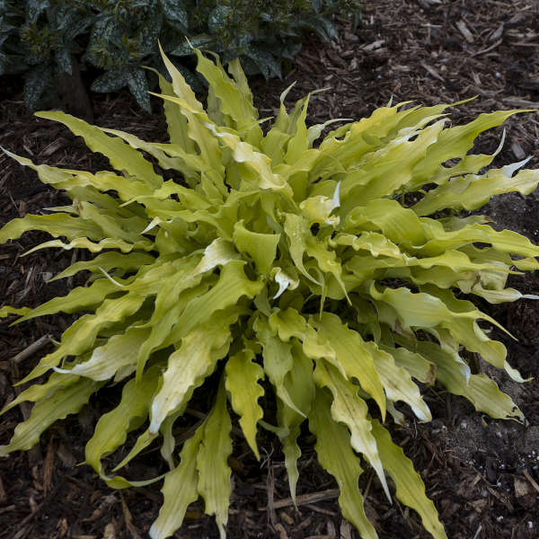 Wiggles and Squiggles' Hosta | Creekside Champions™ - Image 2