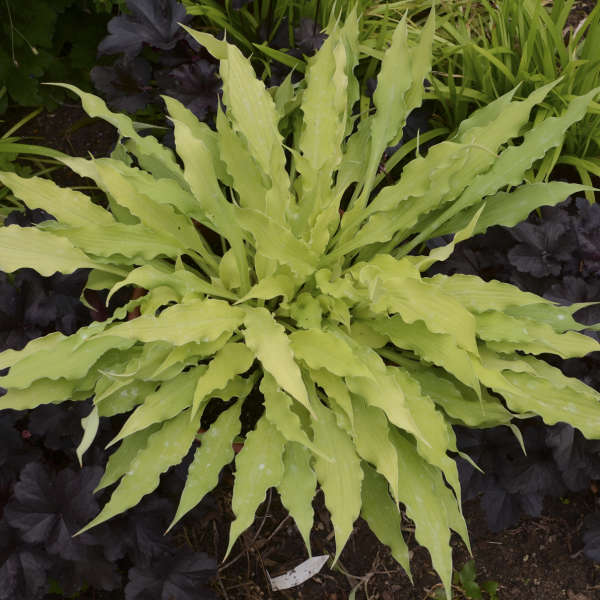 Wiggles and Squiggles' Hosta | Creekside Champions™ - Image 3