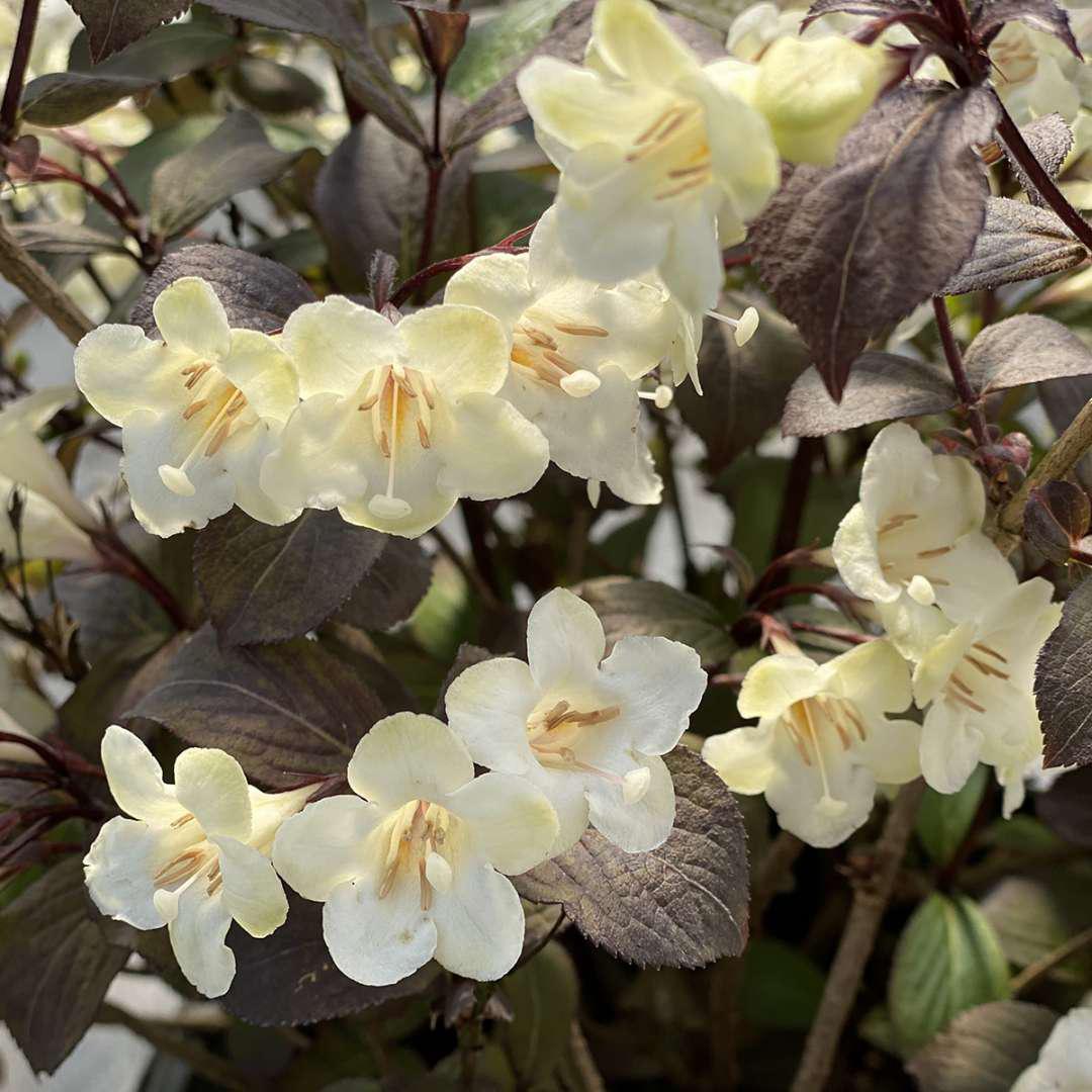 WINE & SPIRITS® Weigela