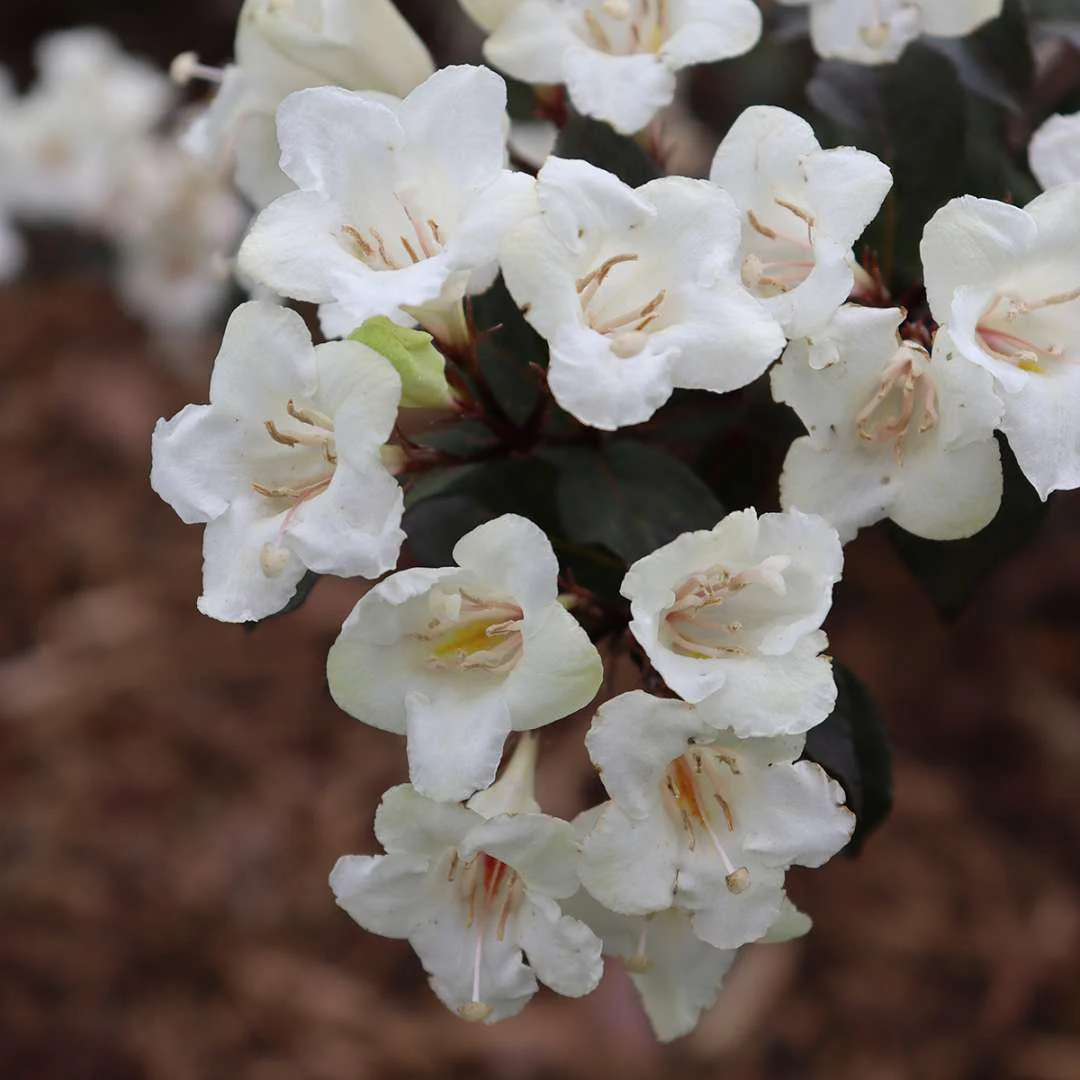 WINE & SPIRITS® Weigela - Image 2