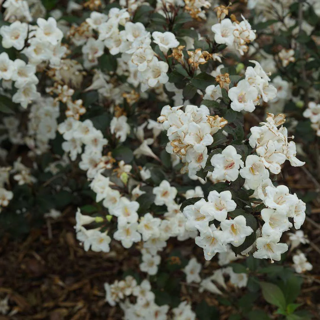 WINE & SPIRITS® Weigela - Image 3