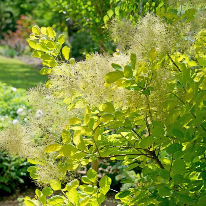 Winecraft Gold® Smokebush Cotinus