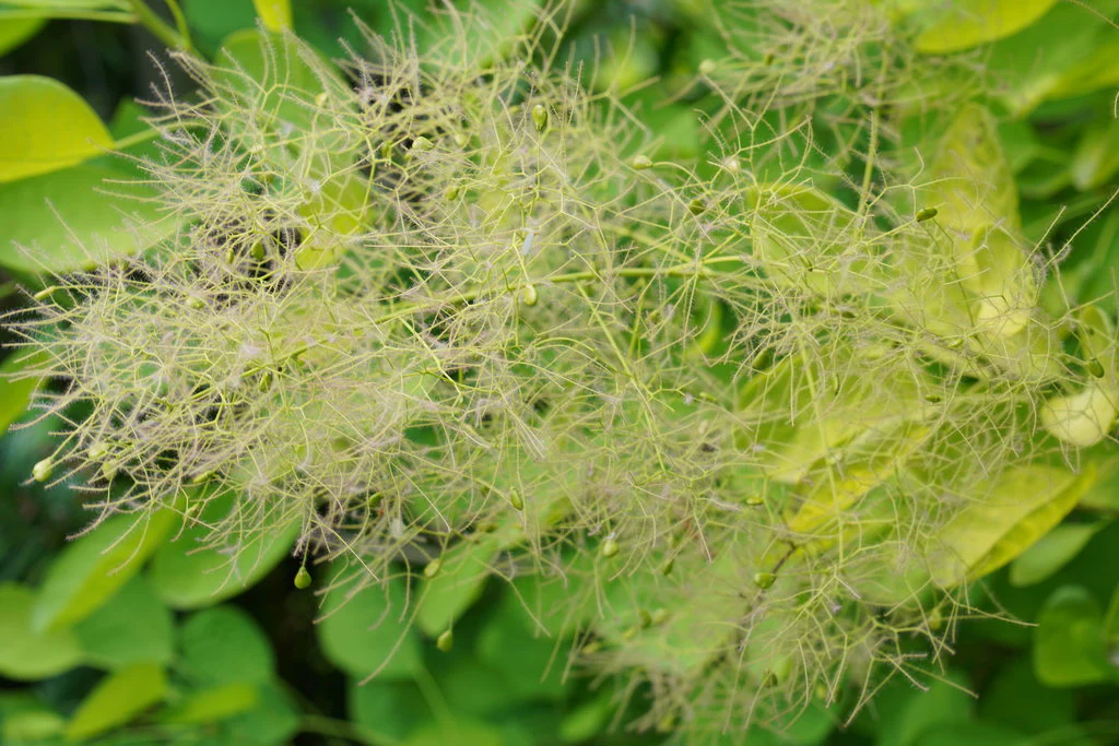Winecraft Gold® Smokebush Cotinus - Image 2