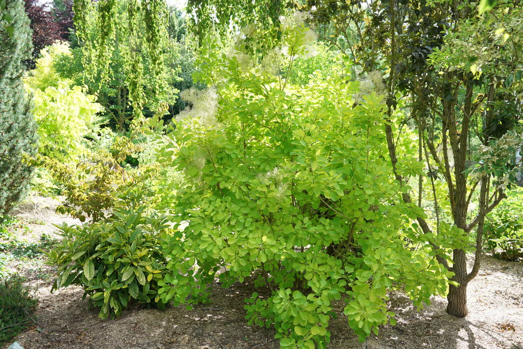 Winecraft Gold® Smokebush Cotinus - Image 3
